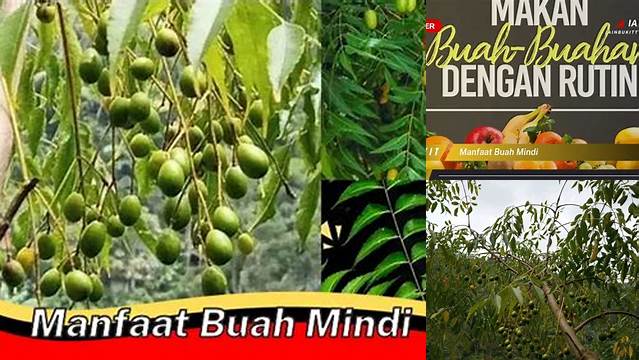 Temukan Rahasia Buah Mindi yang Jarang Diketahui, Manfaat yang Tak Terduga