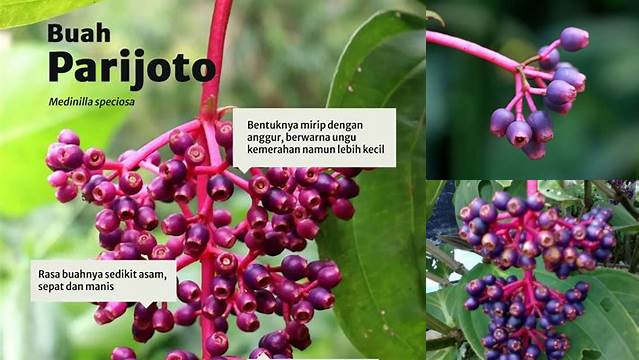 8 Manfaat Buah Parijoto untuk Kesuburan dan Kehamilan