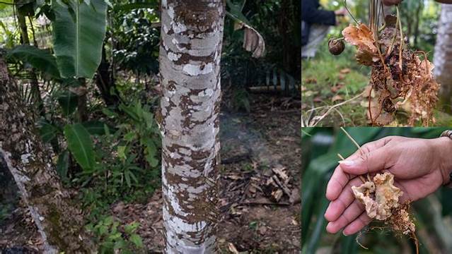 10 Manfaat Buah Petanang Untuk Kesehatan Optimal