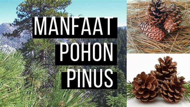 10 Manfaat Buah Pinus yang Jarang Diketahui