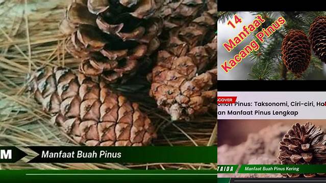 10 Manfaat Buah Pinus yang Jarang Diketahui