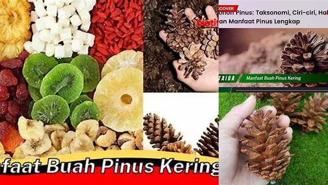 10 Manfaat Buah Pinus Kering yang Jarang Diketahui