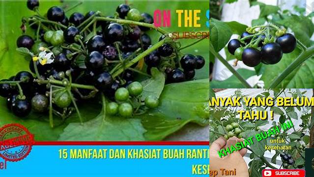 9 Manfaat Buah Ranti, Ungkap Khasiatnya Kini