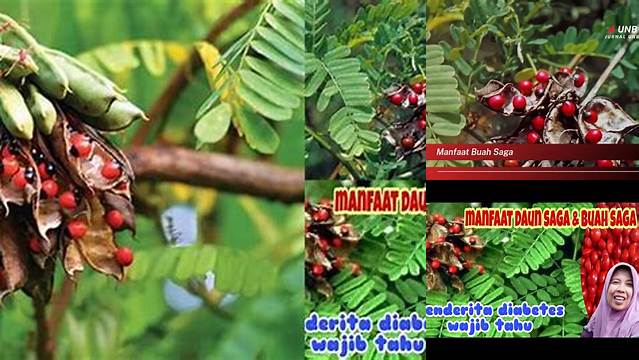 Temukan 10 Manfaat Buah Saga yang Jarang Diketahui