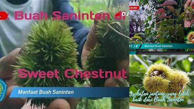 Temukan Segudang Manfaat Buah Saninten yang Jarang Diketahui