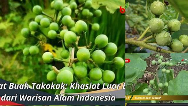 Manfaat Buah Takokak: Rahasia Kesehatan yang Terungkap