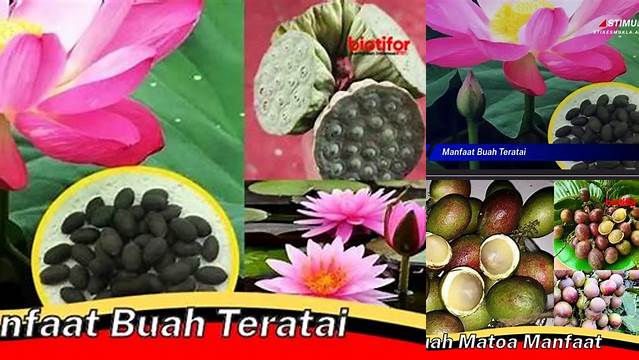 Temukan Manfaat Buah Teratai yang Jarang Diketahui Anda Butuh Tahu