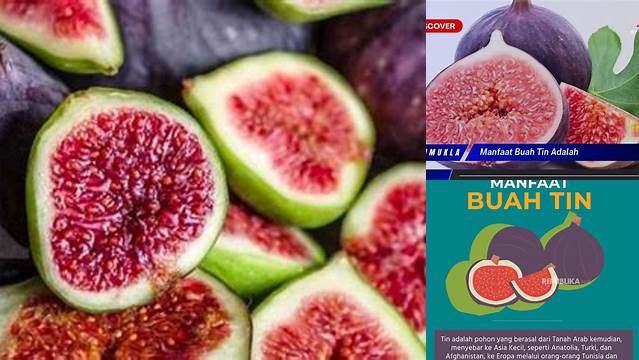 Temukan Manfaat Buah Tin yang Jarang Diketahui!