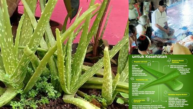 Menyingkap 7 Manfaat Buaya yang Jarang Diketahui