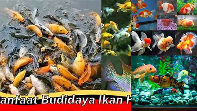 Temukan Manfaat Budidaya Ikan Hias Yang Jarang Diketahui