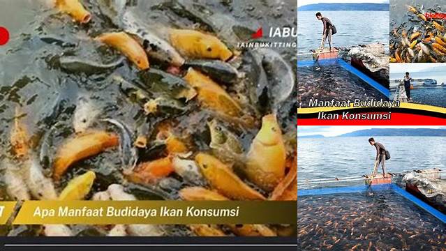 Temukan Rahasia Ikan Konsumsi: 7 Manfaat Budidaya yang Jarang Diketahui