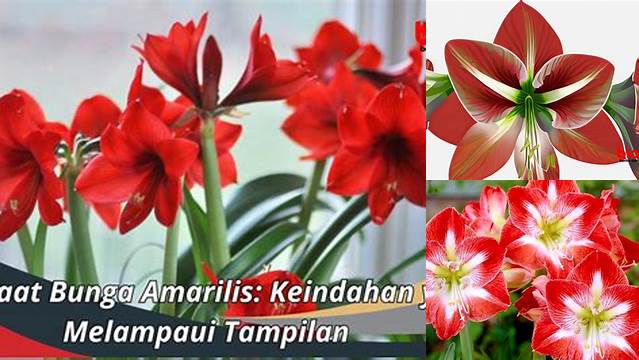 Manfaat Bunga Amarilis yang Jarang Diketahui