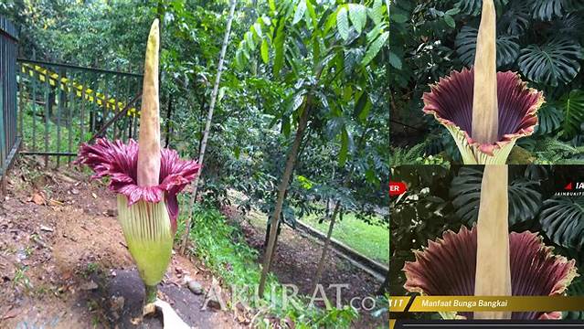 Temukan Manfaat Bunga Bangkai yang Jarang Diketahui