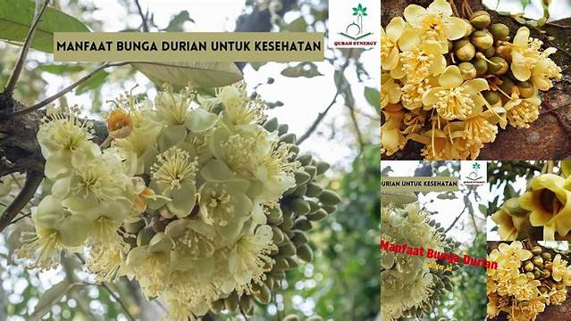 Temukan Manfaat Bunga Durian yang Jarang Diketahui