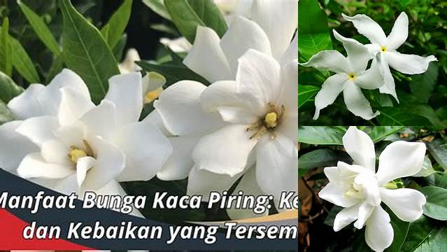 Temukan Manfaat Bunga Kaca Piring, Jarang Diketahui yang Perlu Anda Ketahui!