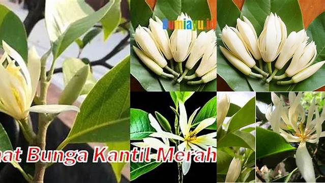 9 Manfaat Bunga Kantil untuk Kecantikan, Kesehatan, dan Tradisi
