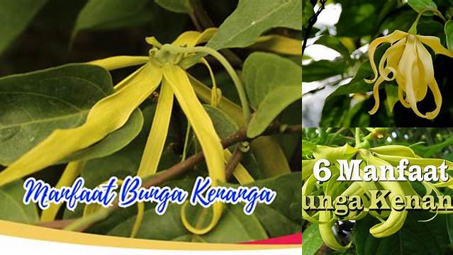 Manfaat Bunga Kenanga: Penemuan dan Wawasan Langka yang Perlu Anda Ketahui