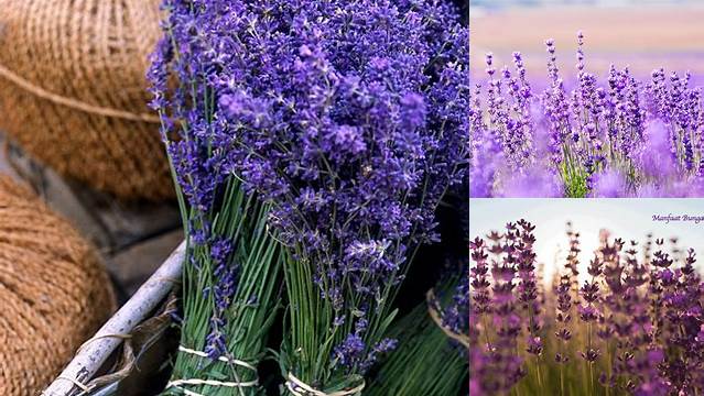 10 Manfaat Bunga Lavender untuk Relaksasi dan Tidur Nyenyak