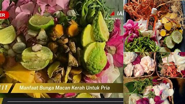 Manfaat Bunga Macan Kerah untuk Pria: 7 Khasiat Jarang Diketahui