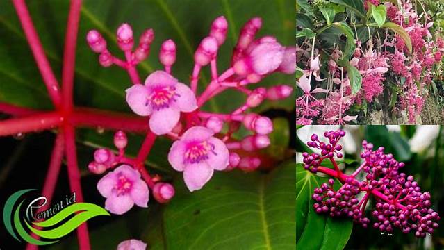 Temukan Manfaat Bunga Parijoto yang Jarang Diketahui