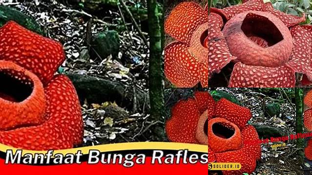 8 Manfaat Bunga Raflesia bagi Kesehatan, Lingkungan, dan Wisata