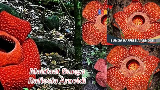 Temukan Manfaat Bunga Raflesia Arnoldi yang Jarang Diketahui