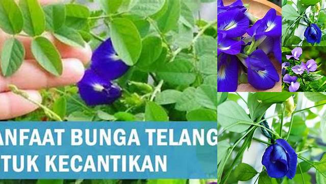 Temukan 9 Manfaat Bunga Telang untuk Kecantikan Wajah yang Jarang Diketahui