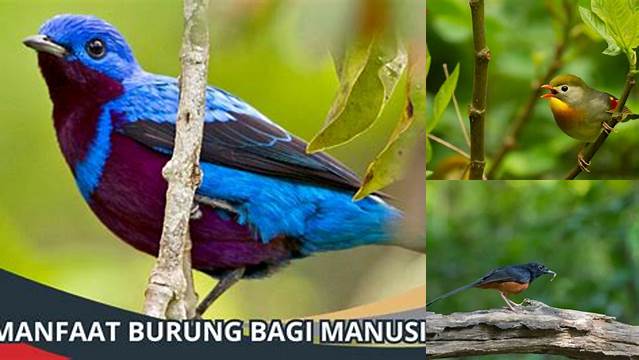 Temukan Manfaat Burung Bagi Manusia yang Jarang Diketahui