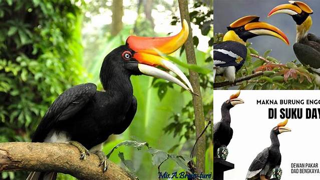 Temukan 8 Manfaat Burung Enggang yang Jarang Diketahui