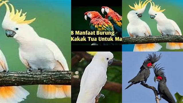 Temukan Manfaat Burung Kakak Tua yang Jarang Diketahui