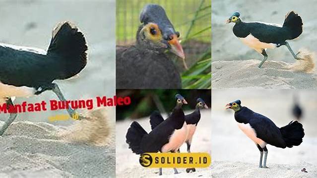 Temukan Berbagai Manfaat Burung Maleo yang Jarang Diketahui