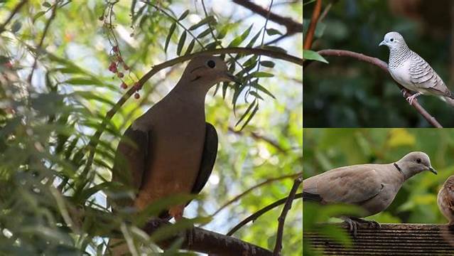 10 Manfaat Burung Perkutut yang Jarang Diketahui