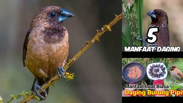 Manfaat Ajaib Burung Pipit yang Jarang Diketahui