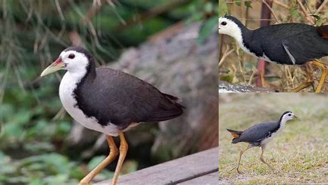 Ungkap Manfaat Burung Ruak-ruak yang Jarang Diketahui