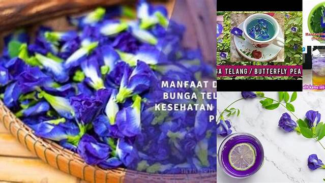 10 Manfaat Butterfly Pea yang Jarang Diketahui dan Wajib Kamu Tahu