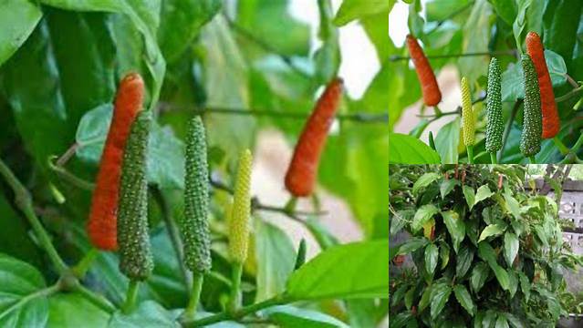 8 Manfaat Cabe Jamu yang Jarang Diketahui