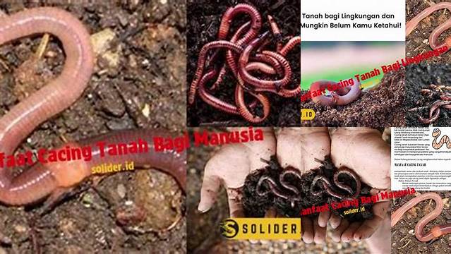 Temukan 9 Manfaat Cacing Tanah Untuk Manusia yang Jarang Diketahui