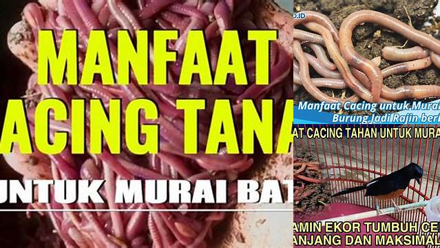 Manfaat Cacing Tanah untuk Murai Batu yang Wajib Diketahui