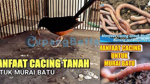 Temukan Manfaat Cacing untuk Murai yang Jarang Diketahui