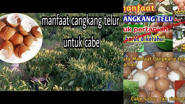 Temukan Manfaat Cangkang Telur untuk Tanaman Cabe yang Jarang Diketahui