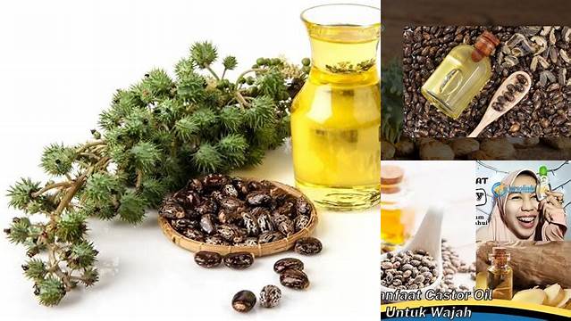 Temukan 7 Manfaat Minyak Jarak untuk Payudara yang Jarang Diketahui