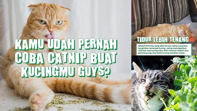 Temukan Manfaat Catnip untuk Kucing yang Jarang Diketahui