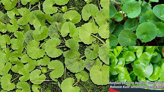 Temukan Manfaat Centella Asiatica untuk Otak yang Jarang Diketahui!