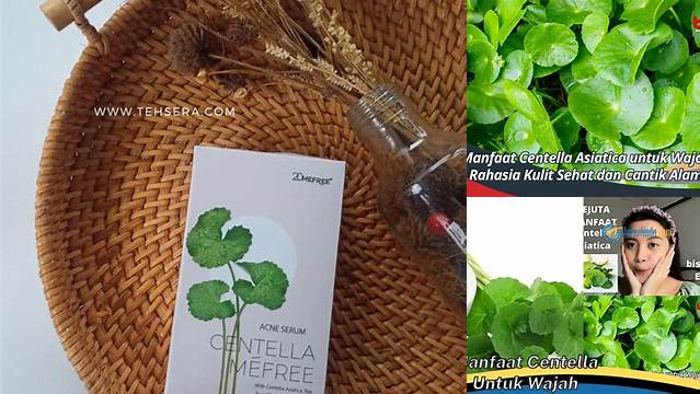 Manfaat Centella untuk Wajah yang Jarang Diketahui, Wajib Tahu!