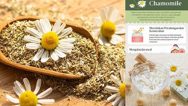 Temukan 7 Manfaat Chamomile untuk Wajah yang Jarang Diketahui