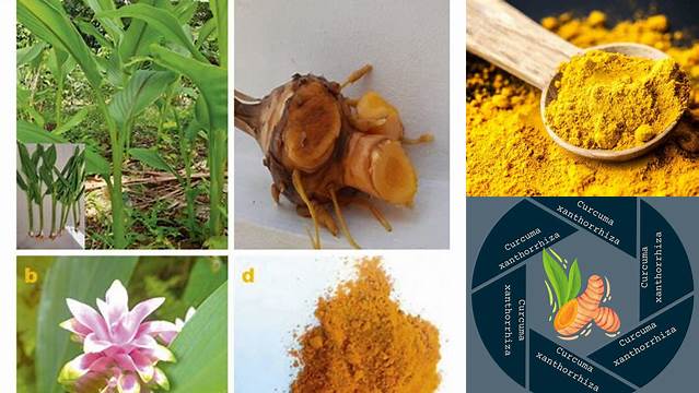 Temukan Khasiat Curcuma Xanthorrhiza Rhizoma yang Jarang Diketahui