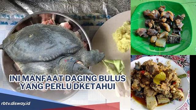 Temukan Manfaat Daging Bulus yang Jarang Diketahui