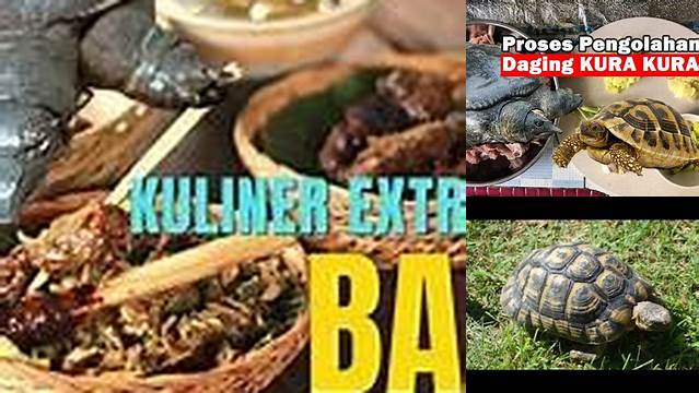 Temukan Manfaat Daging Kura-kura yang Jarang Diketahui