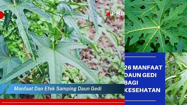 Temukan Manfaat Daun Gedi yang Jarang Diketahui