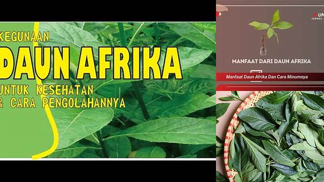 Temukan Manfaat Daun Afrika, Cara Minum yang Jarang Diketahui